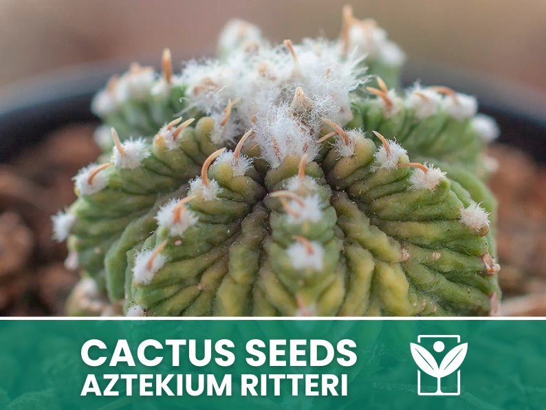 Aztekium Ritteri – 10 Semi – Cactus Seeds, Pianta Succulenta, Cactaceae, Fiore, Alta Germinabilità - Botanis - Vendita semi online di piante rare