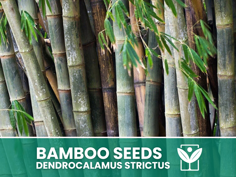 10 SEEDS selected BAMBOO Dendrocalamus Strictus"Giant Bamboo - rare seeds - high quality selected seeds