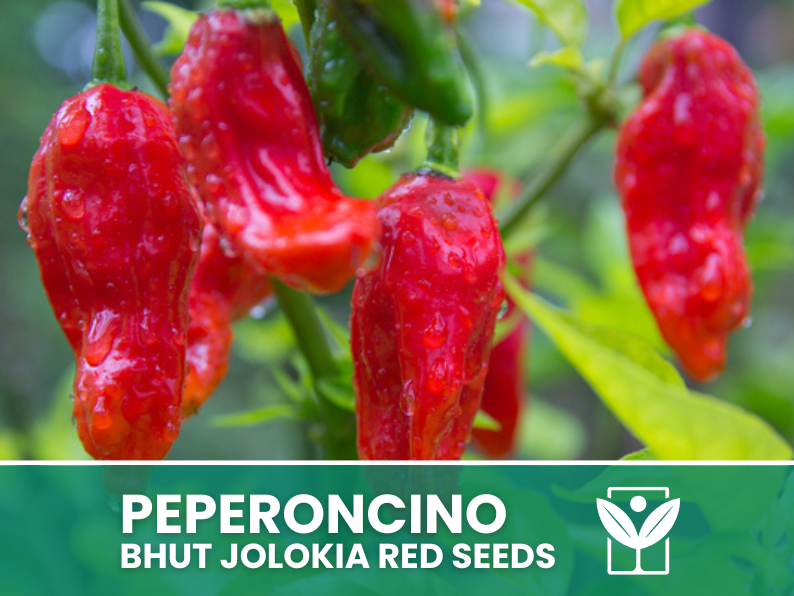 50 rare seeds Chili Pepper BHUT JOLOKIA RED + free seeds rare chili - high quality selected seeds - top ornamental plant