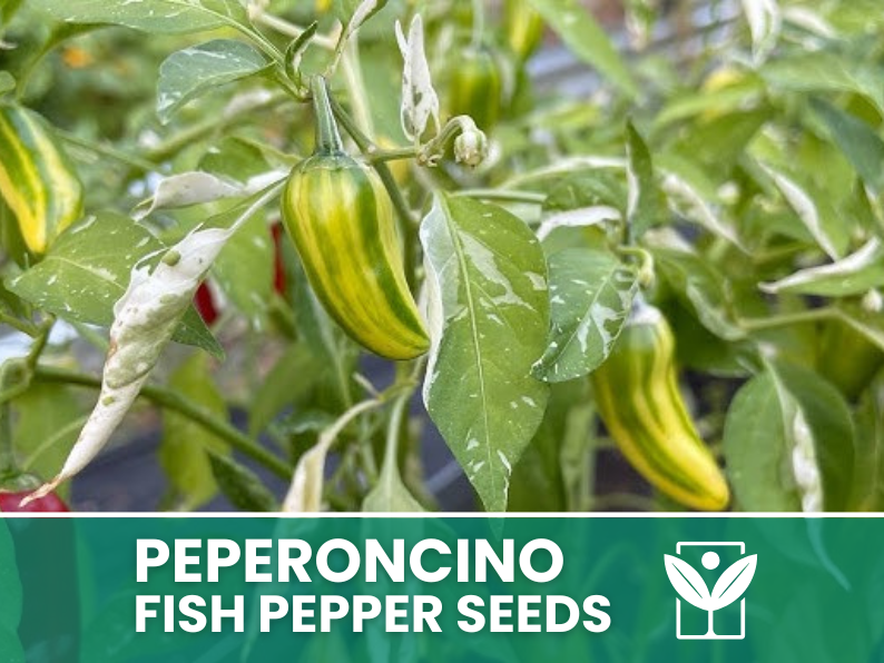 Peperoncino Fish Pepper – 50 Semi – Fish Pepper Seeds, Heirloom Variegated, Ornamentale e Piccante, Frutti Striati, Facile da Coltivare, Alta Germinabilità, Non-GMO
