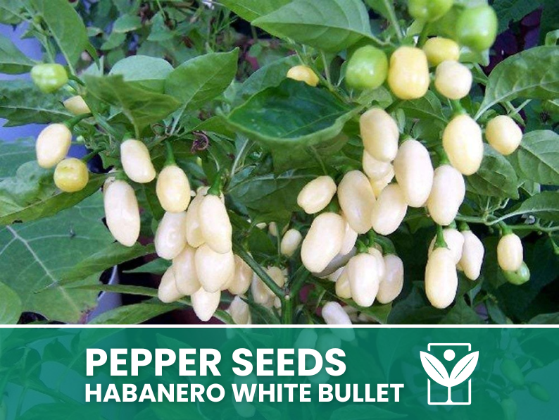 Peperoncino Habanero White Bullet – 50 Semi – Habanero White Bullet Pepper Seeds, Raro, Alta Qualità, Facile da Coltivare, Alta Germinabilità, Non-GMO