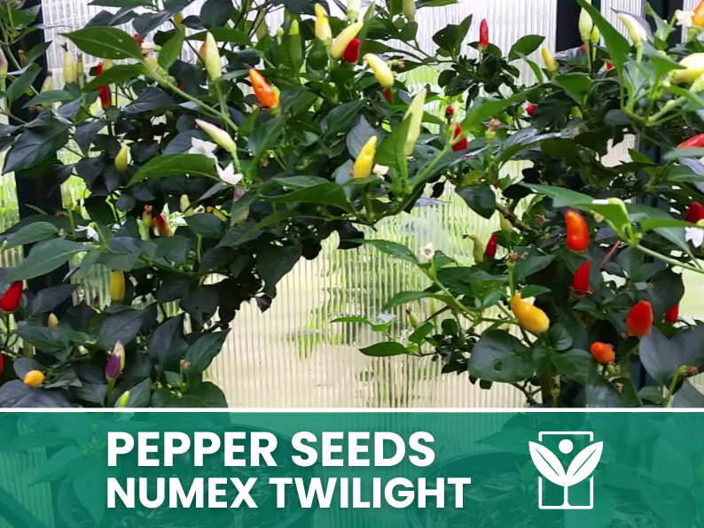 Peperoncino Numex Twilight – 50 Semi – Numex Twilight Pepper Seeds, Raro, Ornamentale, Facile da Coltivare, Alta Germinabilità, Non-GMO