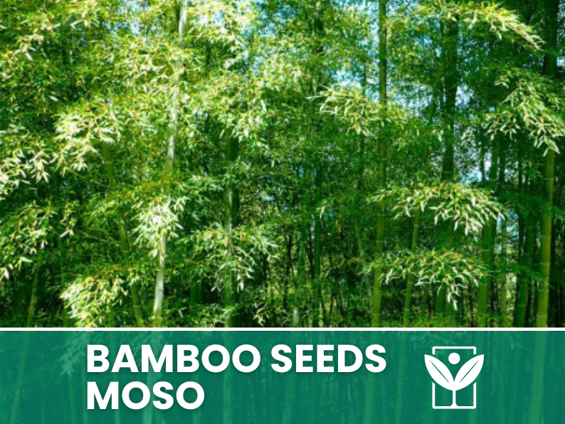 Bambù Moso – 10 Semi – Moso Bamboo Phyllostachys Pubescens Seeds, Gigante, Edile, Alta Germinabilità, Non-GMO