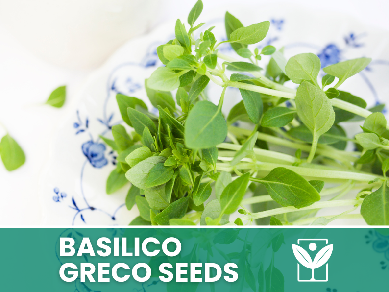 Basilico Greco a Palla – 100 Semi – Rare Greek Basil Seeds, Compatto e Sferico, Aroma Intenso, Orto e Balcone, Facile da Coltivare, Alta Germinabilità, Non-GMO