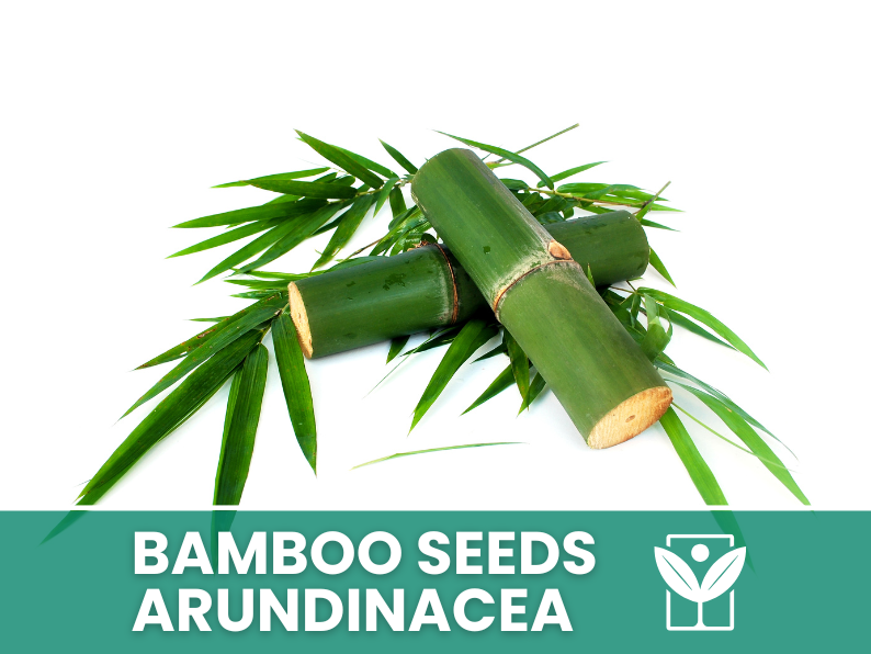 10 seeds Bambu' ARUNDINACEA bamboo Seeds - rare seeds - high quality selected seeds