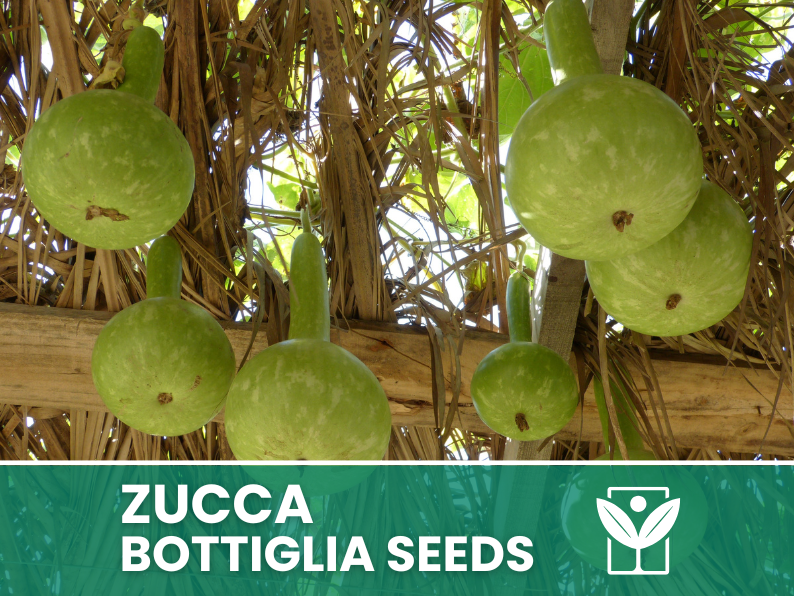 HORTUS Seeds of PUMPKIN bottle - GIANT - Selected - Hortus Seeds - High Germinability - Rare Seeds