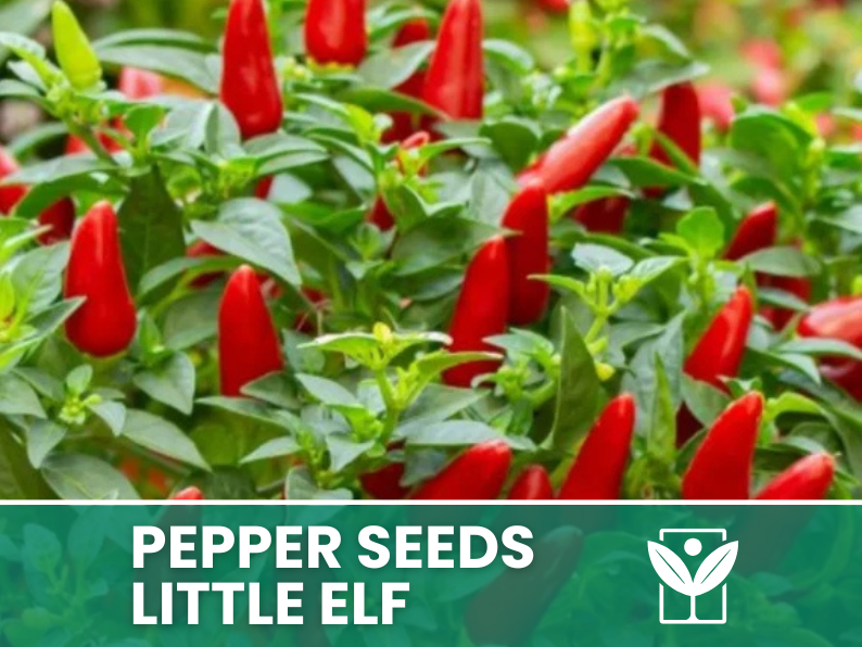 Peperoncino Little Elf – 50 Semi – Little Elf Pepper Seeds, Raro, Alta Qualità, Ornamentale, Facile da Coltivare, Alta Germinabilità, Non-GMO - Botanis - Vendita semi online di piante rare
