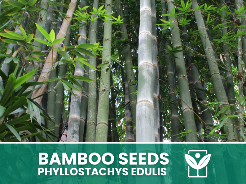 Bambù Gigante – 10 Semi – Giant Bamboo Phyllostachys Edulis Seeds, Raro, Crescita Vigorosa, Non-GMO - Botanis - Vendita semi online di piante rare