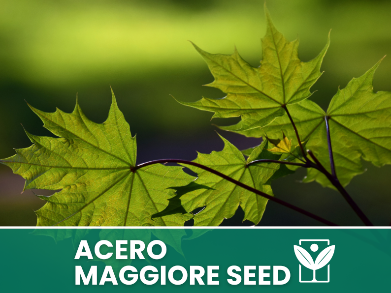 10 seeds acer PSEUDOPLATANUS (MAJOR MAPLE) rare seeds - high quality selected seeds