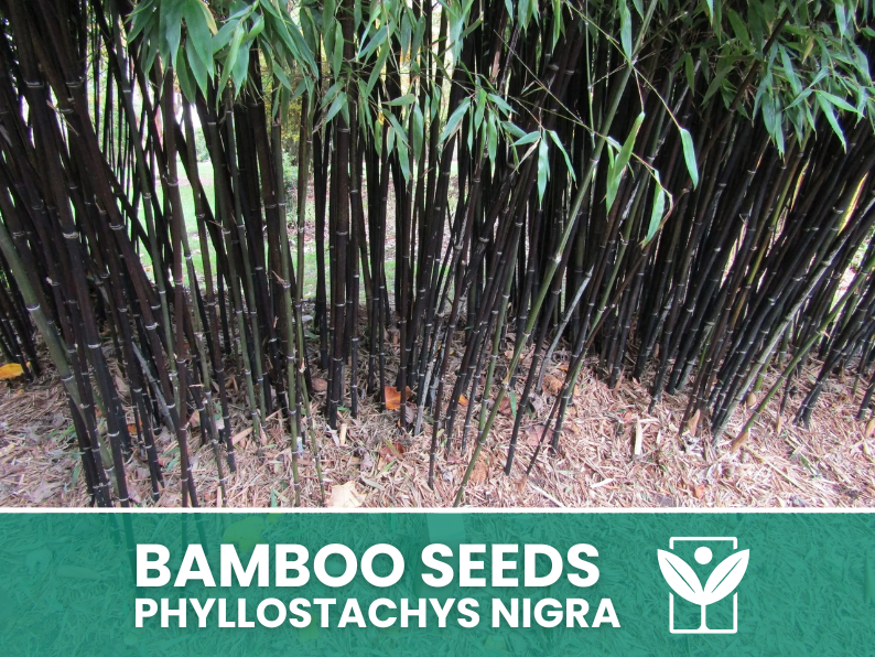 Bambù Nero – 10 Semi – Black Bamboo Phyllostachys Nigra Seeds, Raro, Ornamentale, Alta Germinabilità, Non-GMO - Botanis - Vendita semi online di piante rare