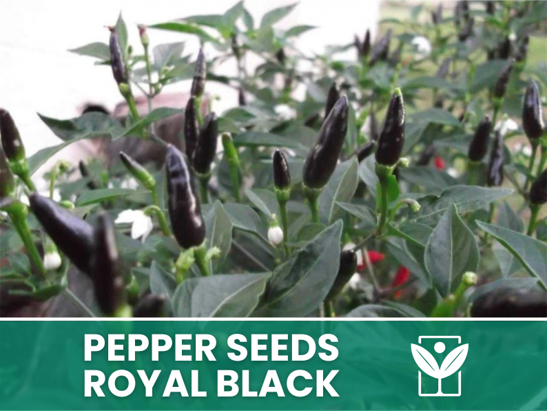 Peperoncino Royal Black – 50 Semi – Royal Black Pepper Seeds, Raro, Ornamentale, Facile da Coltivare, Alta Germinabilità, Non-GMO
