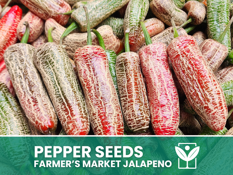 50 rare seeds of FARMER'S MARKET JALAPENO Chili Pepper + free rare chili seeds - high quality selected seeds - top ornamental plant