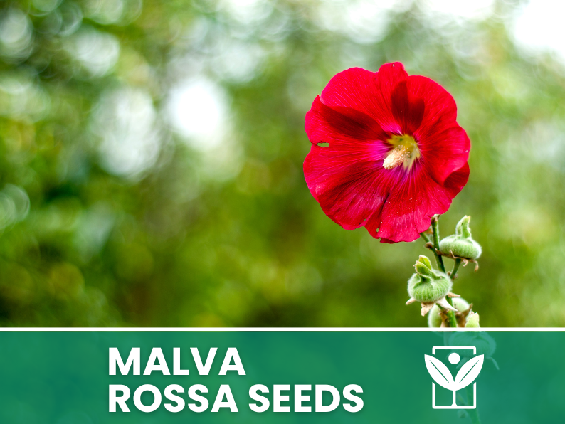 Red Mallow 10 seeds – High Germination, Selected Ornamental Flower Seeds