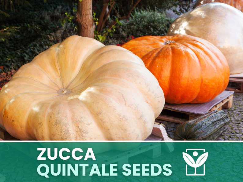 Zucca Gigante Quintale – 30 Semi – Heirloom Pumpkin Seeds, Taglia XXL, Orto, Polpa Arancione, Facile da Coltivare, Non-GMO, Alta Germinabilità - Botanis - Vendita semi online di piante rare
