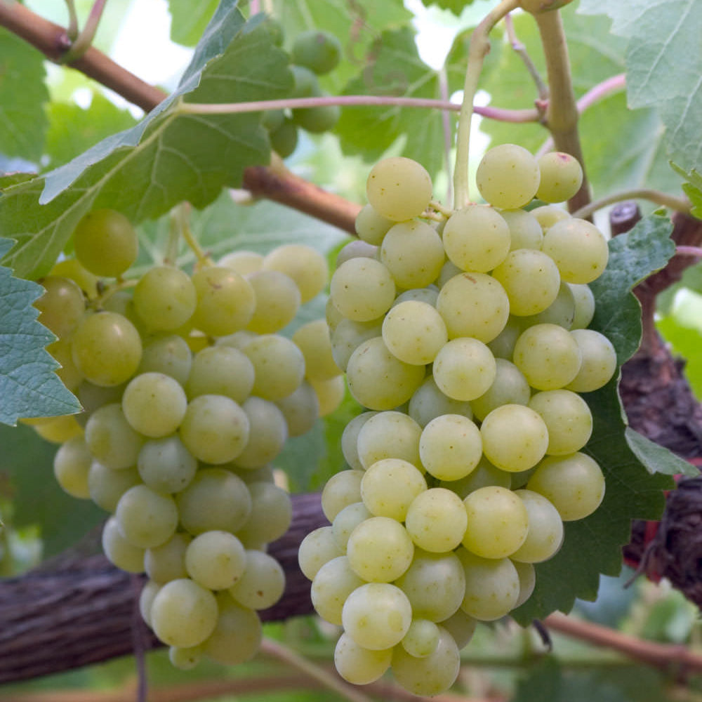 Semi di Moscato Bianco - 10 semi - Semi per Uva Aromatica da Vino Dolce e Spumante, Sementi Non OGM per Vigneto, Alta Germinazione