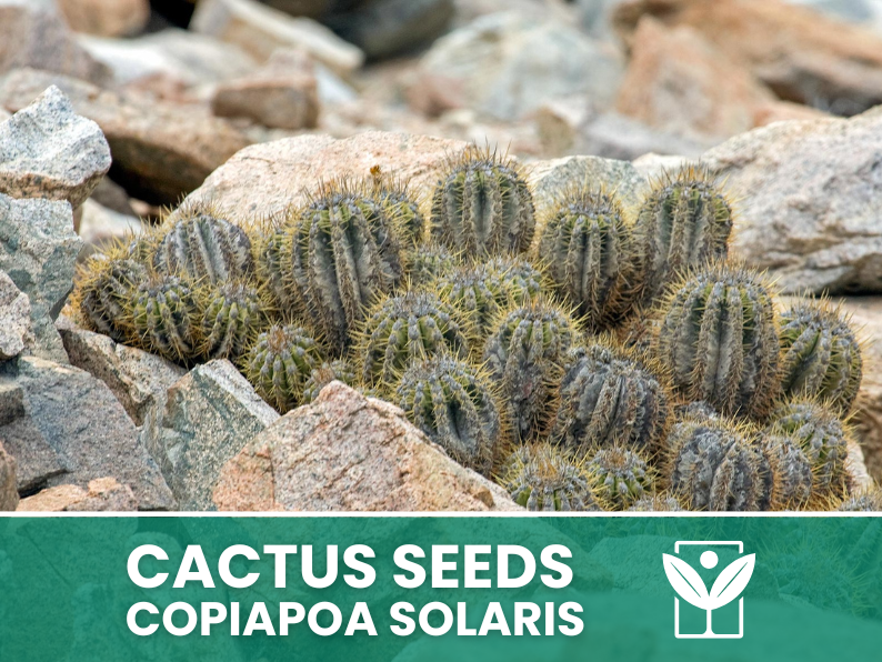 Copiapoa Solaris – 10 Semi – Cactus Seeds, Pianta Succulenta, Cactaceae, Fiore, Alta Germinabilità - Botanis - Vendita semi online di piante rare