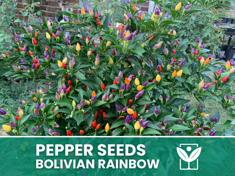 Peperoncino Bolivian Rainbow – 50 Semi – Bolivian Rainbow Pepper Seeds, Raro, Alta Qualità, Ornamentale, Facile da Coltivare, Alta Germinabilità, Non-GMO - Botanis - Vendita semi online di piante rare