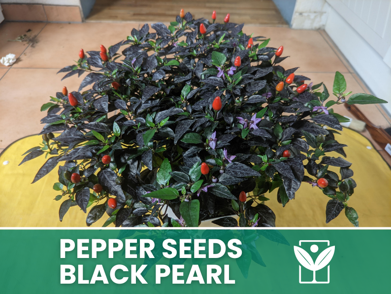 Peperoncino Black Pearl – 50 Semi – Black Pearl Pepper Seeds, Raro, Alta Qualità, Ornamentale, Facile da Coltivare, Alta Germinabilità, Non-GMO