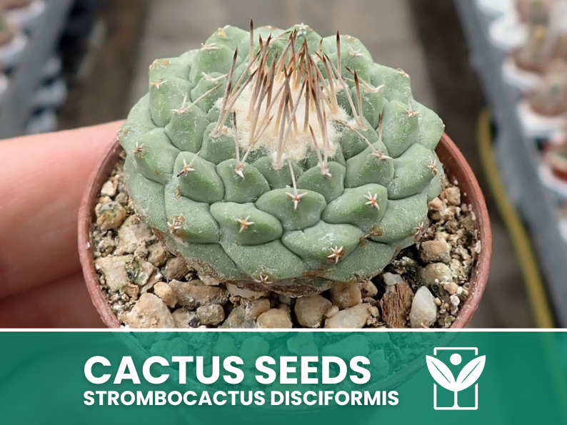 Strombocactus Disciformis – 10 Semi – Cactus Seeds, Pianta Succulenta, Cactaceae, Fiore, Alta Germinabilità - Botanis - Vendita semi online di piante rare