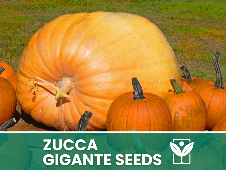 15 rare seeds of NAPLES ROUND PUMPKIN - vigorous quality + free rare seeds - high quality selected seeds - top ornamental plant