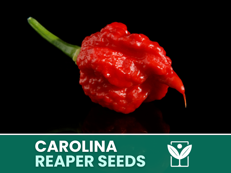 Carolina Reaper Red Pepper – 50 Seeds – Carolina Reaper Red Pepper Seeds, Rare, Ornamental, Premium Quality, Hand Selected, Non-GMO