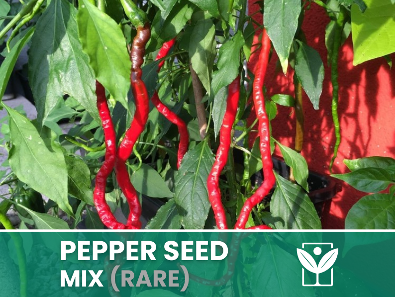 Peperoncini Vari – 50 Semi (10 Tipi) – Assorted Rare Pepper Seeds, Alta Qualità, Ornamentali, Facile da Coltivare, Alta Germinabilità, Non-GMO - Botanis - Vendita semi online di piante rare