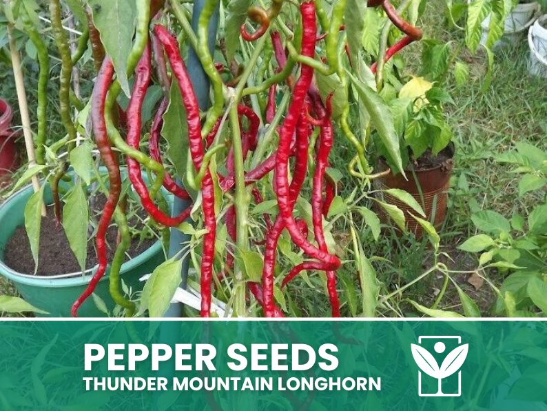 50 Thunder Mountain LONGHORN Chili Seeds + free rare chili seeds - high quality selected seeds - top ornamental plant