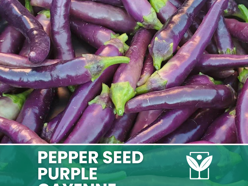 50 seeds PEPERONCINO-PURPLE CAYENNE + free rare chili seeds - high quality selected seeds - top ornamental plant
