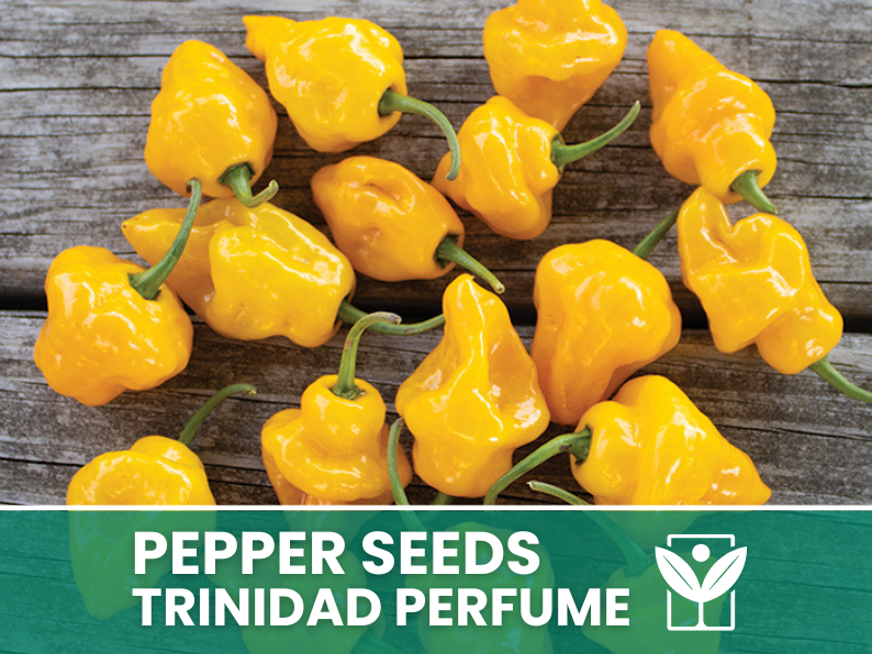 Peperoncino Trinidad Perfume – 50 Semi – Trinidad Perfume Pepper Seeds, Raro, Alta Qualità, Ornamentale, Facile da Coltivare, Alta Germinabilità, Non-GMO - Botanis - Vendita semi online di piante rare