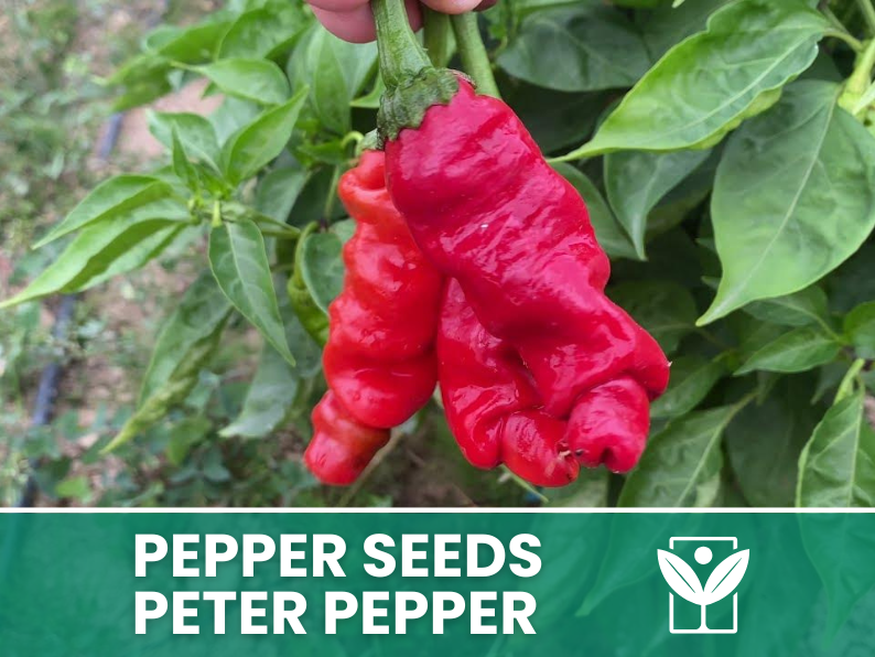 Peperoncino Peter Pepper – 50 Semi – Peter Pepper Seeds, Raro, Forma Insolita, Facile da Coltivare, Alta Germinabilità, Non-GMO