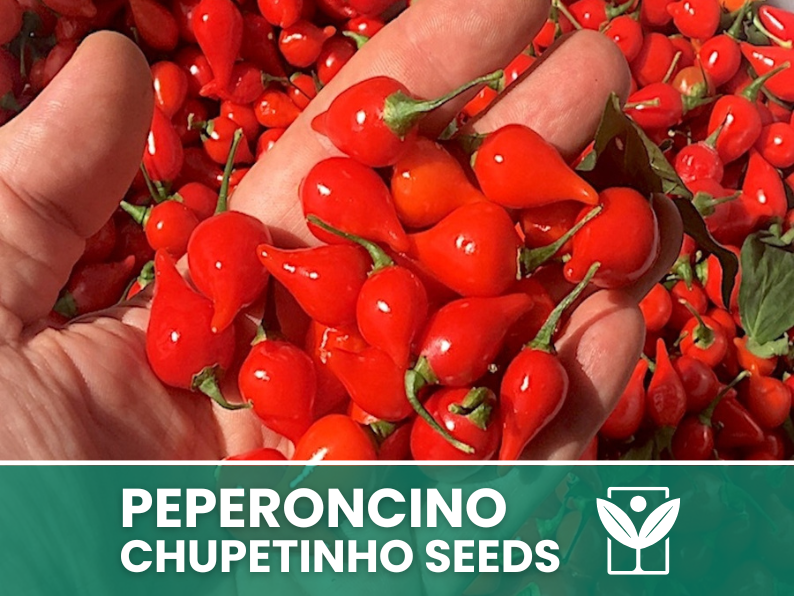 Peperoncino Chupetinho – 50 Semi – Chupetinho Pepper Seeds, Raro, Alta Qualità, Ornamentale, Facile da Coltivare, Alta Germinabilità, Non-GMO - Botanis - Vendita semi online di piante rare