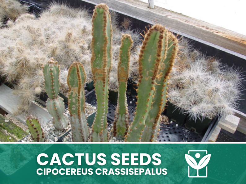 Cipocereus Crassisepalus – 10 Semi – Cactus Seeds, Pianta Succulenta, Cactaceae, Fiore, Alta Germinabilità - Botanis - Vendita semi online di piante rare