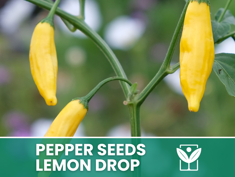 50 rare seeds of Chili Pepper LEMON DROP + free rare chili seeds - high quality selected seeds - top ornamental plant