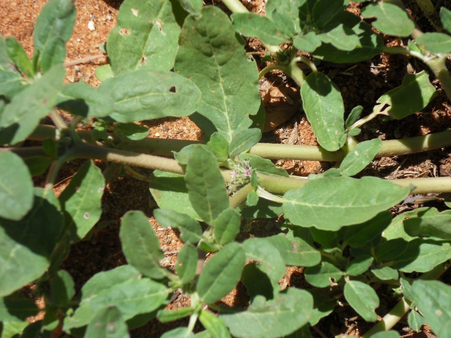 Zaleya - 10 Seeds – High Germination, Selected Variety, Non-GMO