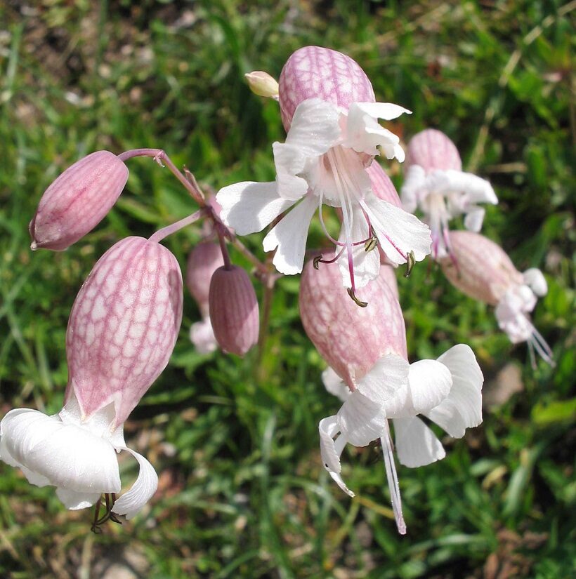 Silene – 10 Semi, Collejas, Foglie Edibili, Orto, Facile da Coltivare, Alta Germinabilità, Non-GMO