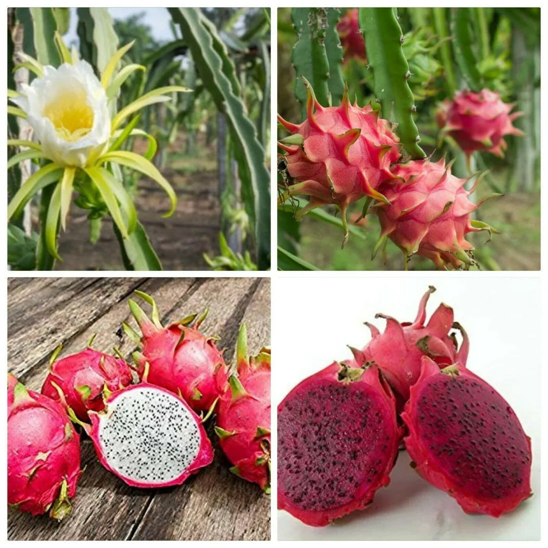 Hylocereus Undatus Frutto del Drago Pitaya – 10 Semi – Pianta Esotica, Frutto Dolce, Ideale per Vasi