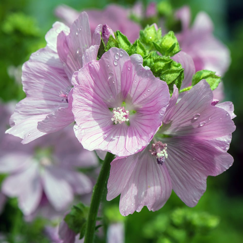 Malva Muschiata – 30 Semi – Fiori Rosa Chiaro, Profumo Muschiato, Ideale per Giardini Naturalistici, Alta Germinabilità