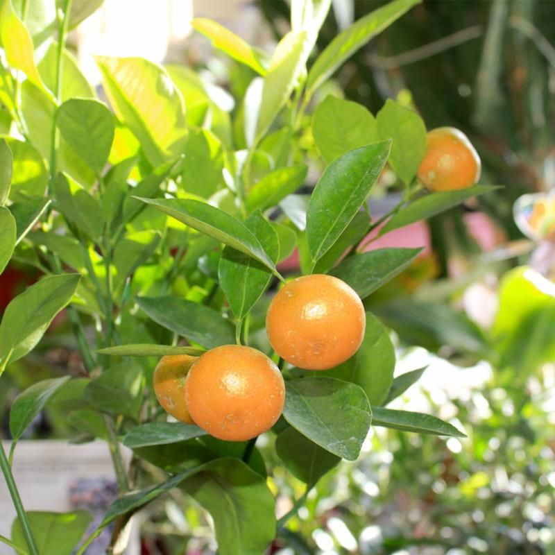 Citrus undulata – 10 Semi, Foglie Ondulate, Raro, Ornamentale, Facile da Coltivare, Alta Germinabilità, Non-GMO