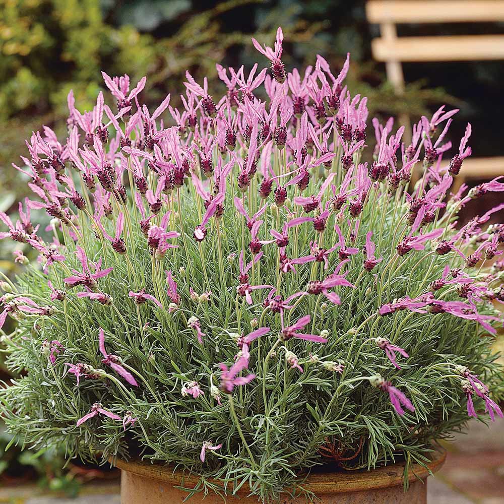 Stoechas Pedunculata – 10 Semi, Fiori a Cresta, Viola, Esterno, Facile da Coltivare, Alta Germinabilità, Non-GMO