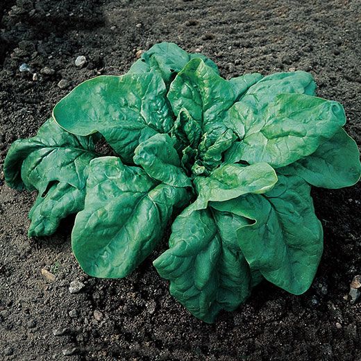 Spinacio Gigante d’Inverno – 30 Semi – Pianta Rustica, Foglia Larga Ondulata Bollosa, Verde Intenso, Resistente Freddi Umidità, Non-GMO