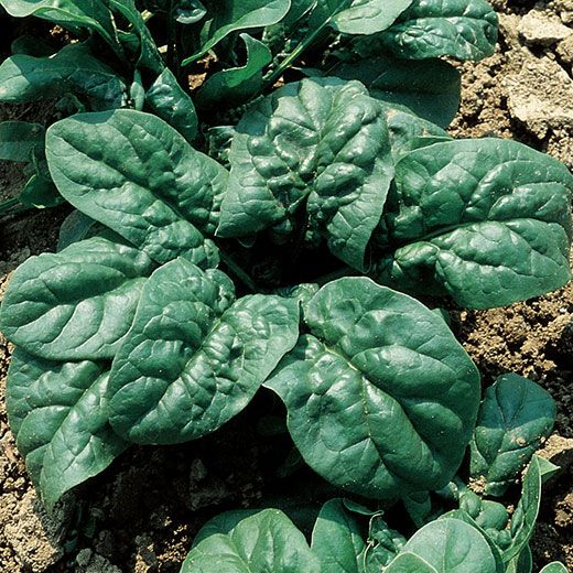 Spinacio Merlo Nero – 30 Semi – Varietà Medio-Tardiva, Foglie Verde Intenso, Molto Produttiva Precoce, Resistente Montatura a Seme, Non-GMO
