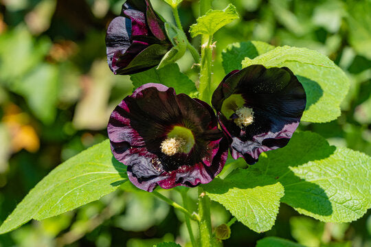 Malva Nera – 30 Semi – Fiori Scuro Intenso, Ornamentale, Ideale per Bordure, Alta Germinabilità