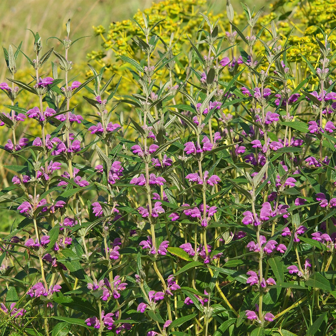 Phlomis Herba-Venti – 10 Semi, Viola, Rustico, Urbano, Facile da Coltivare, Alta Germinabilità, Non-GMO
