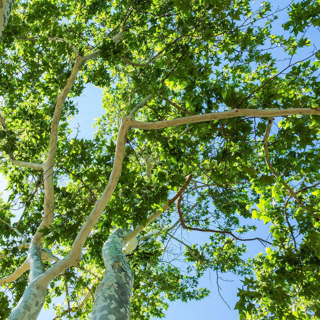 Platano dell'Arizona – 10 Semi, Platanus Wrightii, Specie da Canyon, Unico, Facile da Coltivare, Alta Germinabilità, Non-GMO