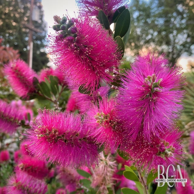 Callistemon Hot Pink – 10 Semi, Rosa Neon, Ibrido Moderno, Vivace, Facile da Coltivare, Alta Germinabilità, Non-GMO