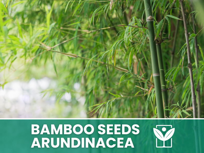 10 seeds Bambu' ARUNDINACEA bamboo Seeds - rare seeds - high quality selected seeds