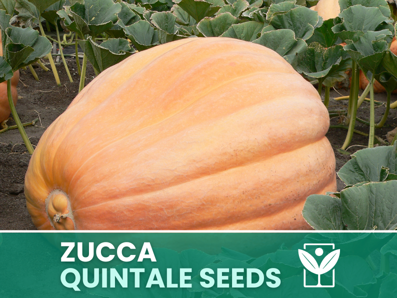 Zucca Gigante Quintale – 30 Semi – Heirloom Pumpkin Seeds, Taglia XXL, Orto, Polpa Arancione, Facile da Coltivare, Non-GMO, Alta Germinabilità - Botanis - Vendita semi online di piante rare
