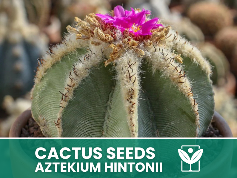 Aztekium Hintonii – 10 Semi – Cactus Seeds, Pianta Succulenta, Cactaceae, Fiore, Alta Germinabilità - Botanis - Vendita semi online di piante rare