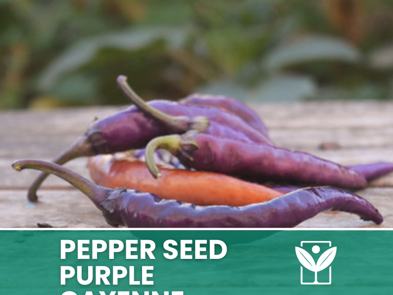 50 seeds PEPERONCINO-PURPLE CAYENNE + free rare chili seeds - high quality selected seeds - top ornamental plant