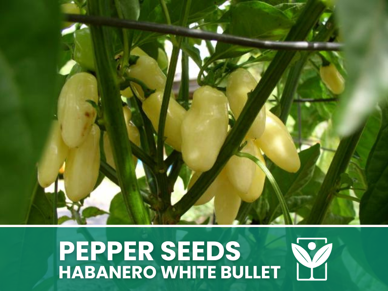 Peperoncino Habanero White Bullet – 50 Semi – Habanero White Bullet Pepper Seeds, Raro, Alta Qualità, Facile da Coltivare, Alta Germinabilità, Non-GMO